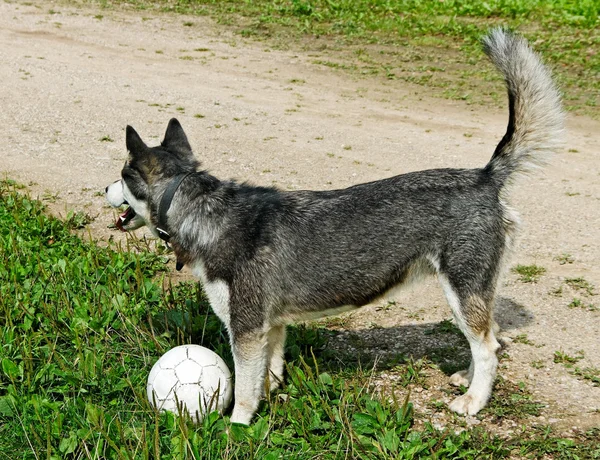 Alaskan malamute. — Stok fotoğraf