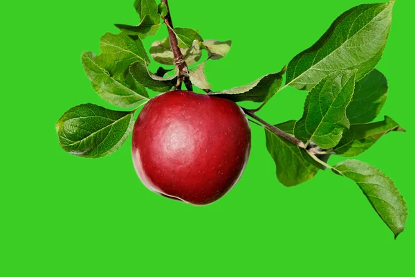Brunch med äpplen. — Stockfoto