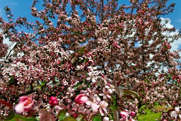 Apple tree blossom. — Stock Photo, Image