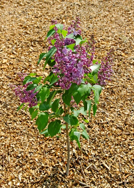 Young lilac tree. — Stock Photo, Image