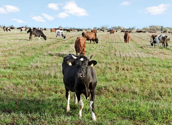 Kühe auf dem Feld. — Stockfoto