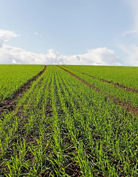 Campo de trigo. — Fotografia de Stock