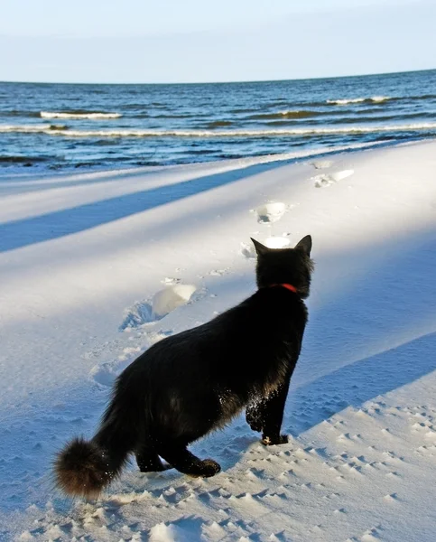 Zwarte kat op de zee. — Stockfoto