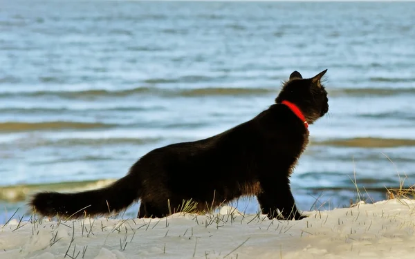 黑猫在海. — 图库照片