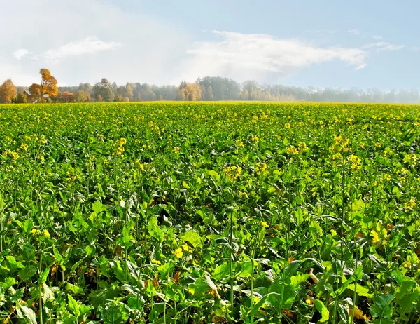 Campo di colza . — Foto Stock