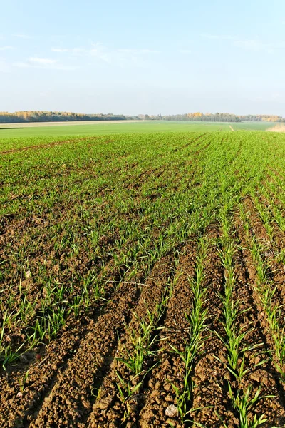 Пшеничное поле. — стоковое фото