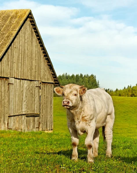 Kalf in de stal. — Stockfoto