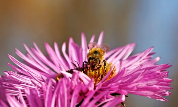 Bee on the flower. — Stock Photo, Image