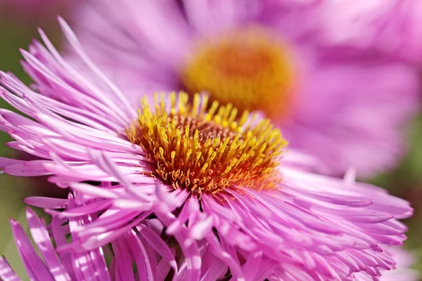 Daisies. — Stock Photo, Image