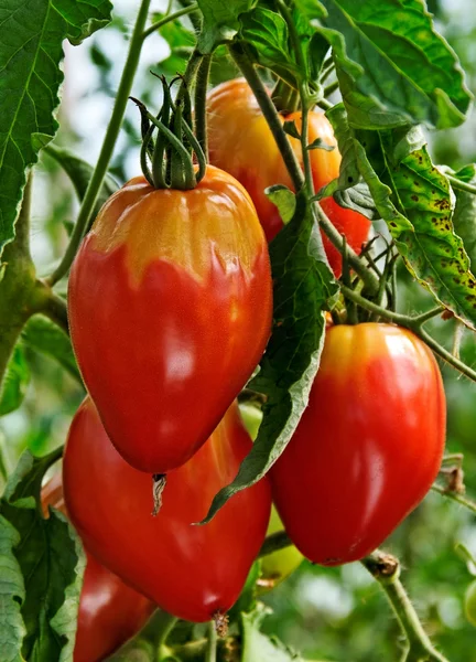 Chory pomidora. — Zdjęcie stockowe