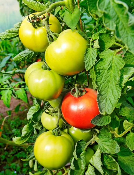 Les tomates poussent . — Photo