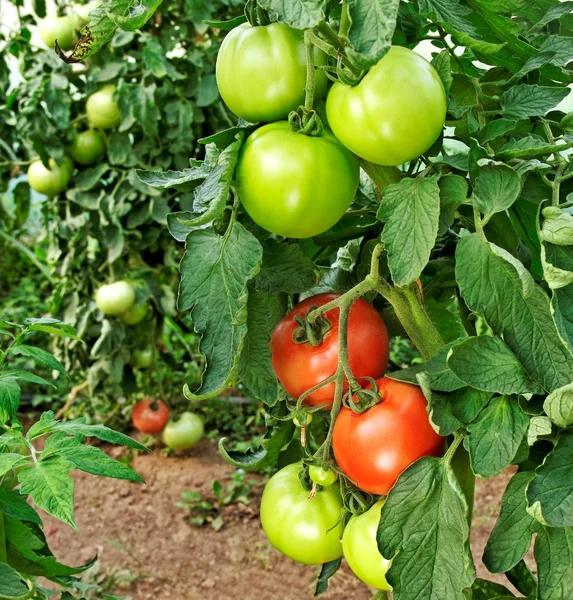 Los tomates están creciendo . — Foto de Stock