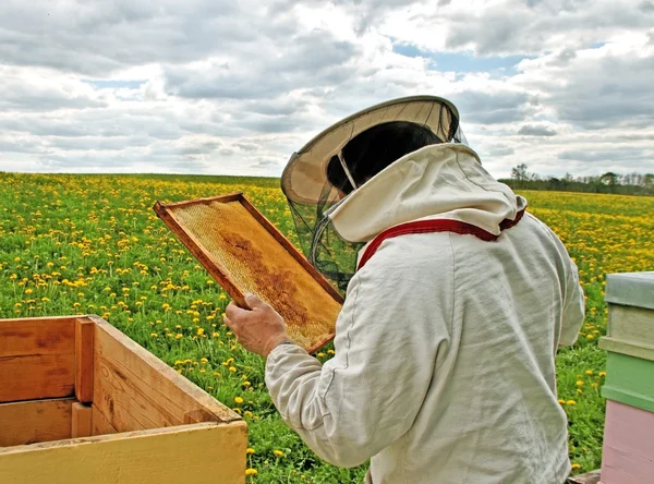 Çalışma apiarist. — Stok fotoğraf