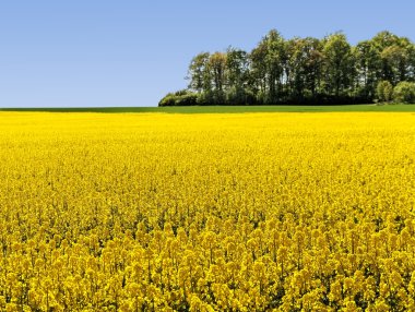 Kanola alanıyla manzara.