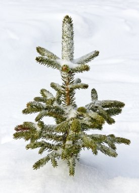 Doğal çam ağacı.