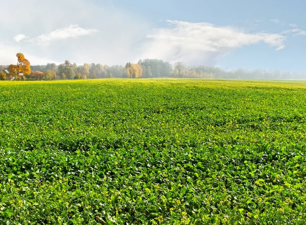 Campo de Canola . — Fotografia de Stock