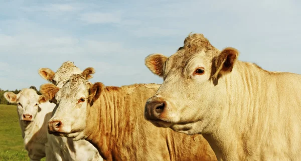 Flock of cows. — Stock Photo, Image