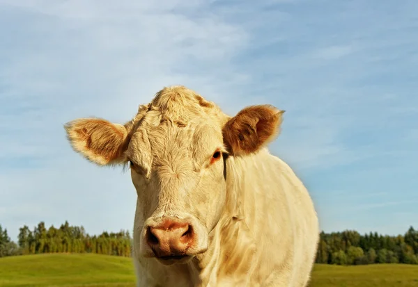 Kráva na zemi. — Stock fotografie