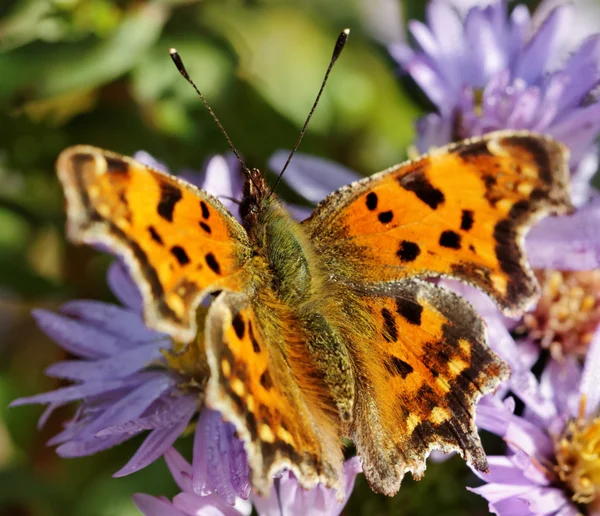 Vlinder op de bloem. — Stockfoto