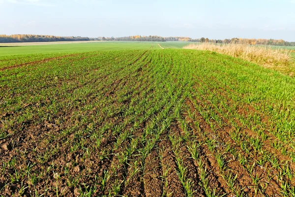 Campo di grano. — Foto Stock