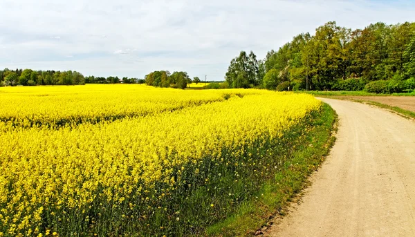 Landschaft mit Rapsfeld. — Stockfoto