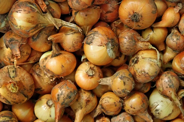 Cebollas naturales . — Foto de Stock