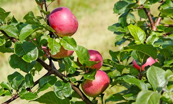 Äppelträd. — Stockfoto