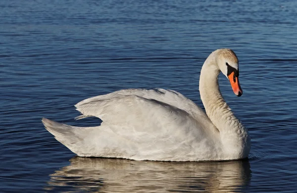 Cisnes brancos . — Fotografia de Stock