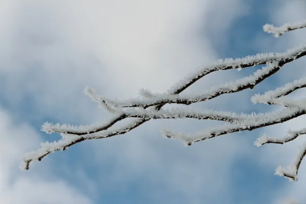 Brunch d'arbre avec neige . — Photo