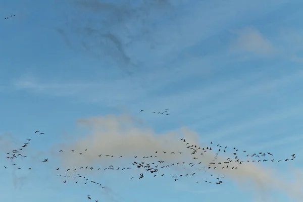 Birds in sky. — Stock Photo, Image