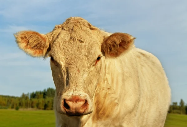 Vaca en la tierra . — Foto de Stock