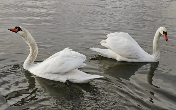 Dois cisnes . — Fotografia de Stock