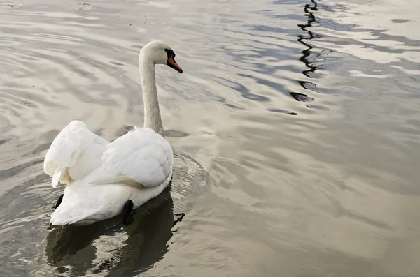 Swan. — Stock Photo, Image