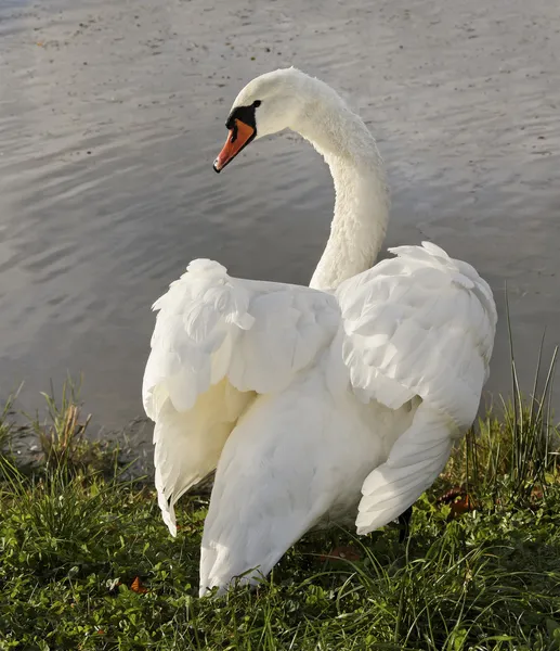 Cisne. —  Fotos de Stock