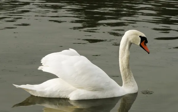 Zwaan. — Stockfoto