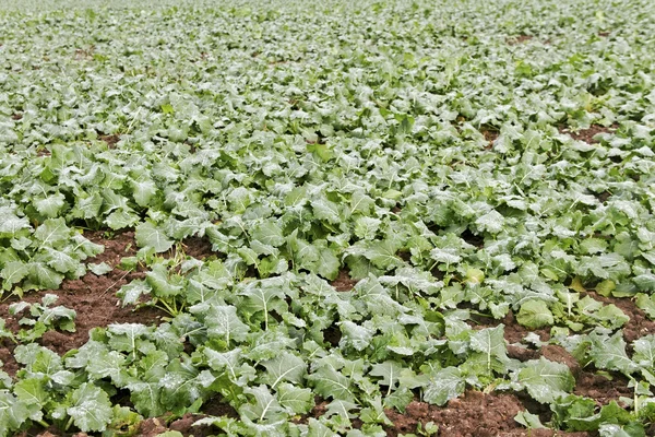 Cultivo de canola . — Foto de Stock