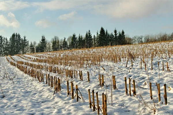 Campo bajo nieve . —  Fotos de Stock