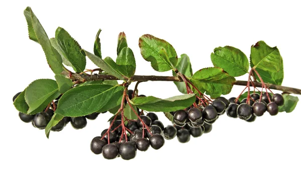 Chokeberry on branch. — Stock Photo, Image