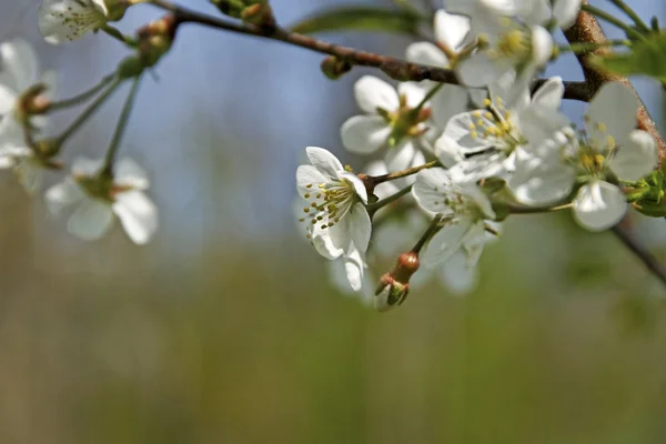 Třešňový květ. — Stock fotografie