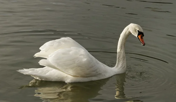 Cisne. — Fotografia de Stock