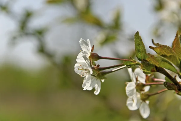 Třešňový květ. — Stock fotografie