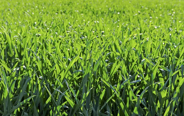 Paisagem rural . — Fotografia de Stock