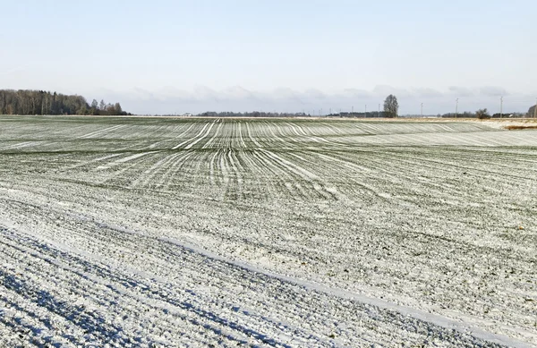 Sneeuw op het veld. — Stockfoto