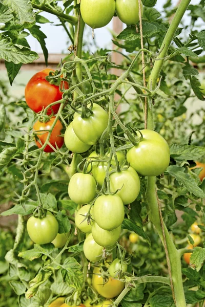 Cultivo de tomates . —  Fotos de Stock