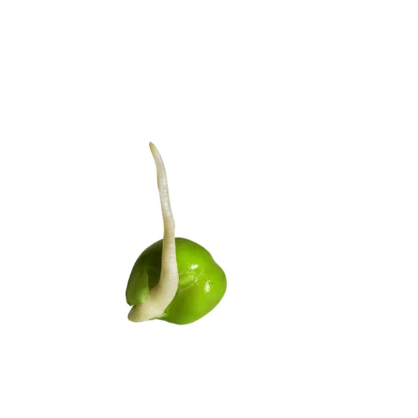 Growing pea. — Stock Photo, Image