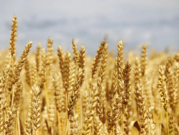 Campo dourado . — Fotografia de Stock