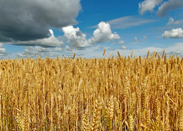 Gouden veld. — Stockfoto