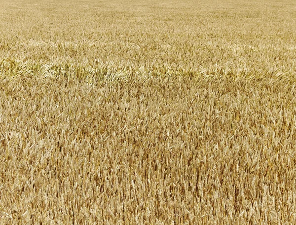 Gold field. — Stock Photo, Image