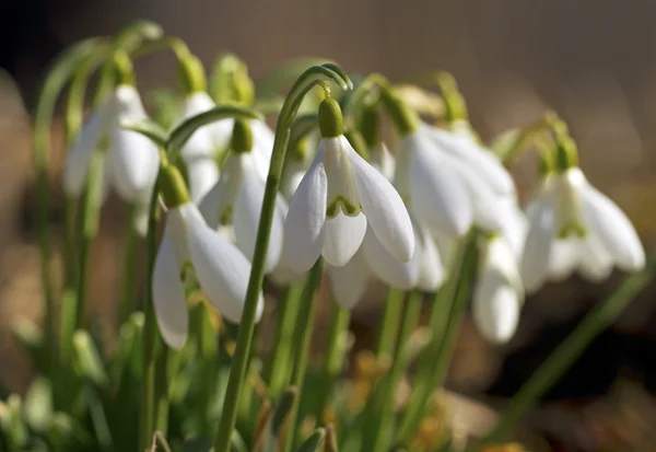 Våren snödroppar. — Stockfoto