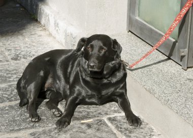 sokak köpeği.